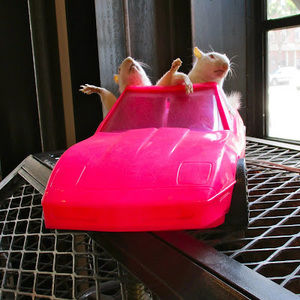 Meet your Posher, Adelaide